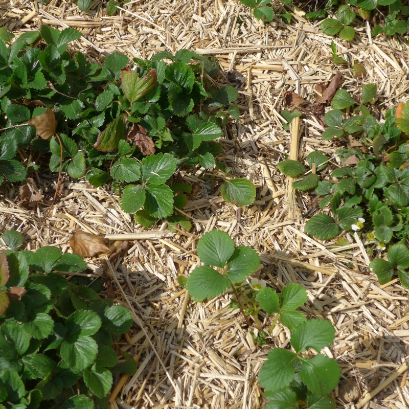 Miscanthus Bio - balle de 20kg