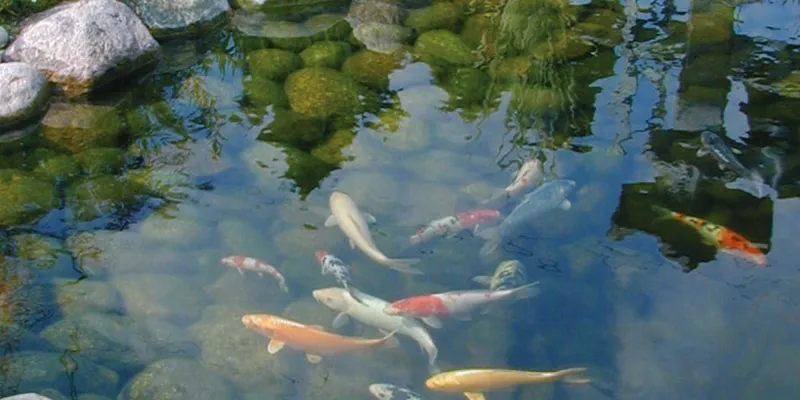 Installer des poissons dans votre bassin
