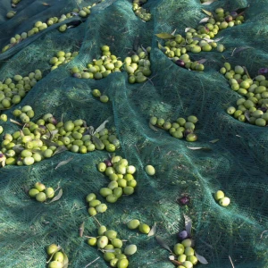 Filet de récolte 50gr/m² - Rouleau de 100m