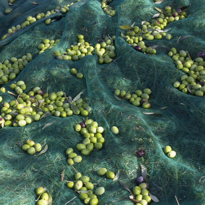 Filet de récolte 50gr/m² - Rouleau de 100m