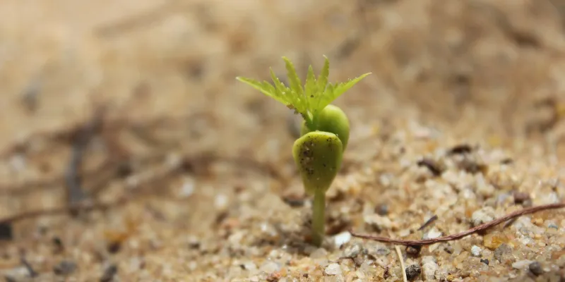 Quels sont les principaux organes d’une plante ?