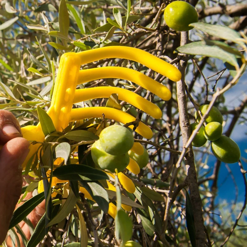Peigne à olives - 9 dents
