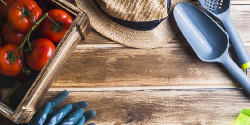 Potager et vacances