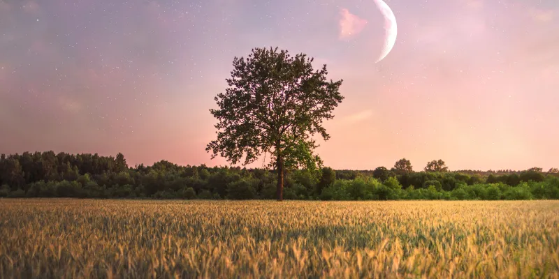 Comment jardiner avec la lune ?