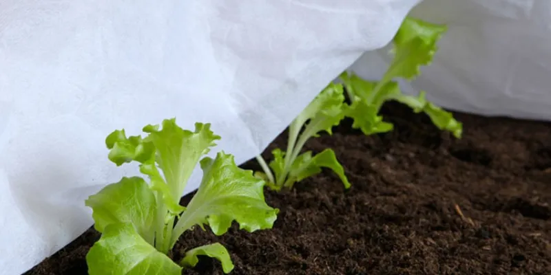 Protéger le potager des Saints de Glace