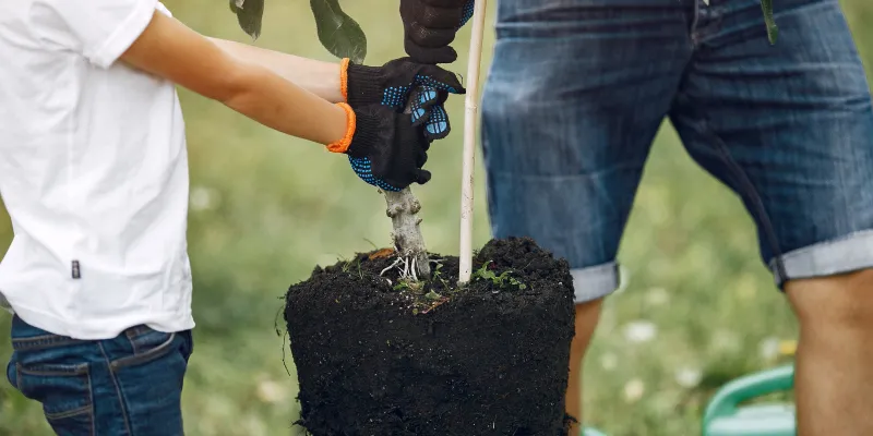 Les arbres à planter en juin