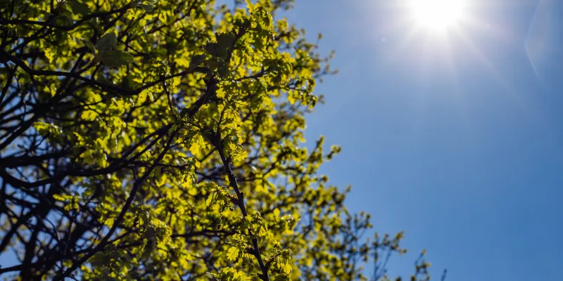 Lutter contre la chaleur au jardin