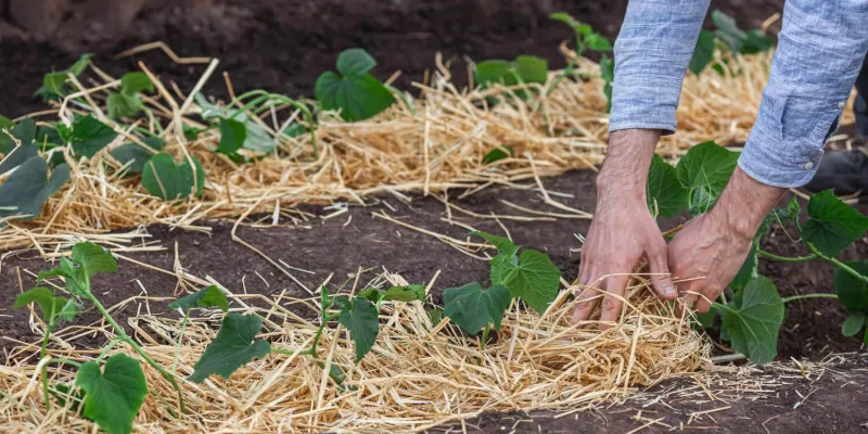 Comment cultiver votre jardin biologique ?