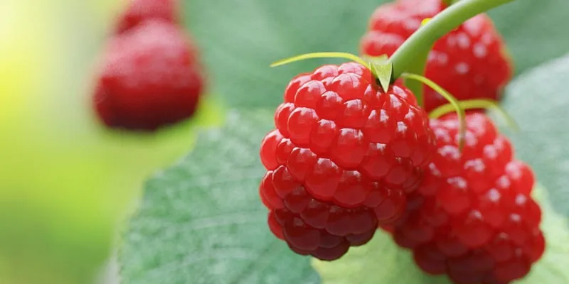 Tout savoir sur le framboisier