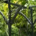 Pergola double droite en acier H232 x 114 x 66cm