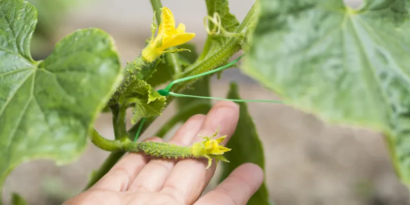 Tout savoir sur le cornichon