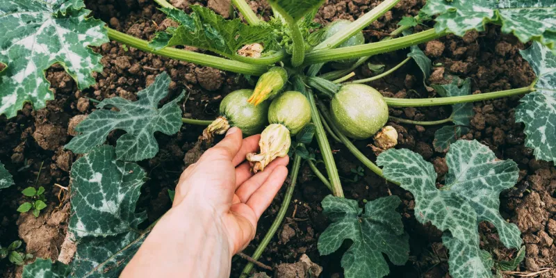 Tout savoir sur la courgette