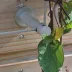 Kit de câble en inox pour végétalisation murale - Végécâble