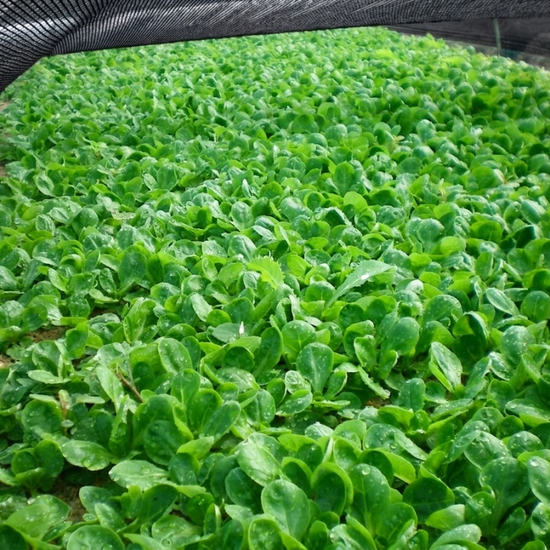 Filet d'ombrage spécial Mâche Ombrex 50 - Largeur 1,60m