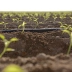 Gaine agricole T-TAPE Ø16mm - Rivulis