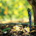 Piquet 33cm pour micro-asperseur SuperNet - Netafim