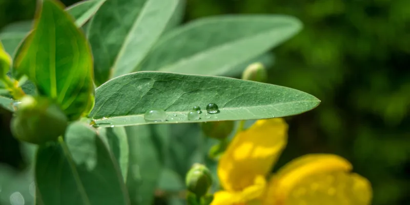 Les vertus des plantes