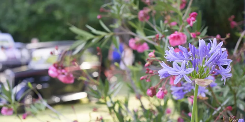 Massif fleuri : que faire en août ?