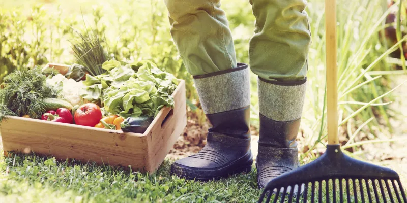 Le potager en septembre