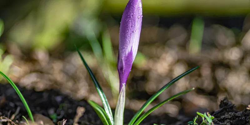 Quels bulbes planter en automne ?