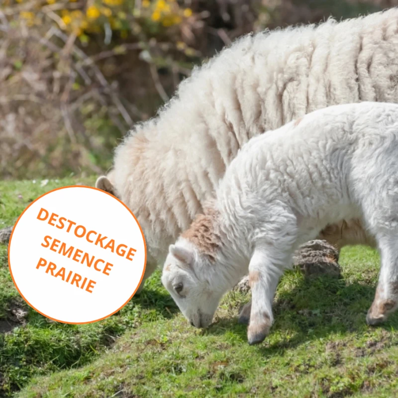Semence pour prairie de moutons - Destockage sac incomplet