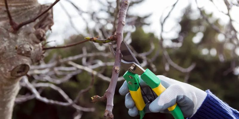 Comment restaurer vos arbres fruitiers ?