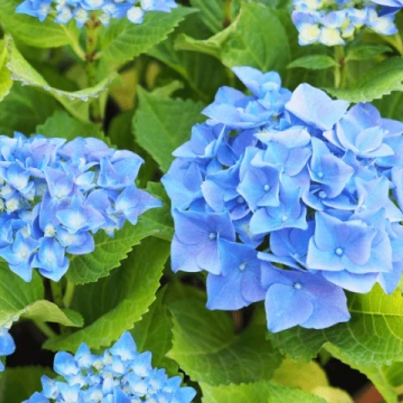 Bleuissant pour hortensias - Alun - 750g - DCM