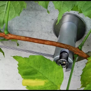 Plot polyvalent pour végétalisation murale - Végécâble