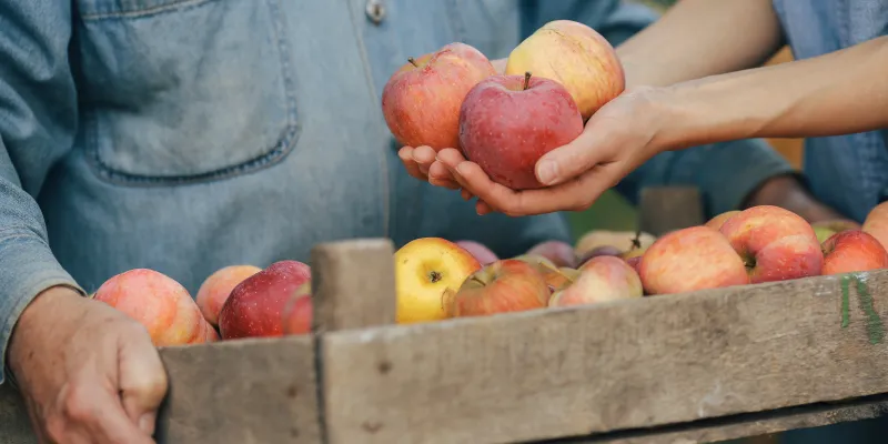 Les fruits en septembre