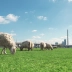 Semence pour prairie de moutons - Destockage sac incomplet
