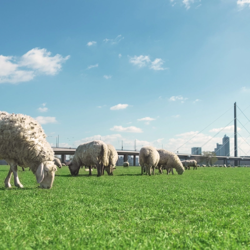 Semence pour prairie de moutons - Destockage sac incomplet