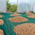 Filet de récolte 50gr/m² - Rouleau de 100m