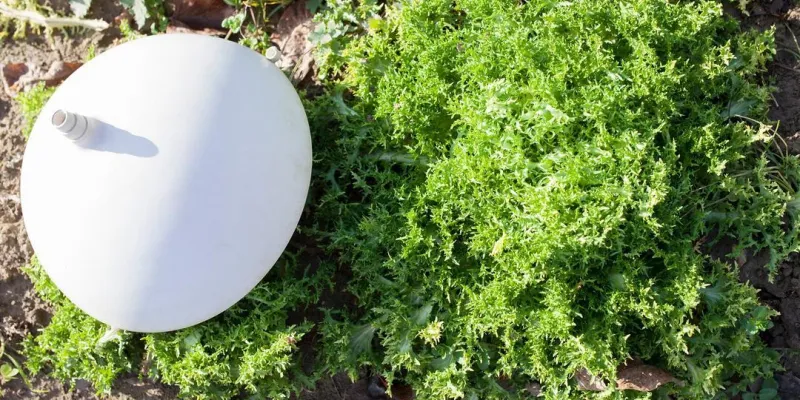 La cloche à blanchir les salades