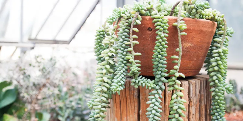 Plantes succulentes pour le jardin, le balcon et la maison