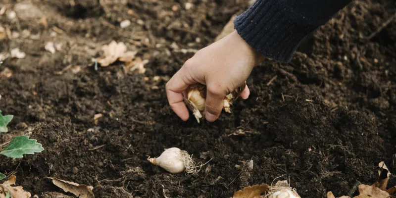 Les bons gestes au potager en automne