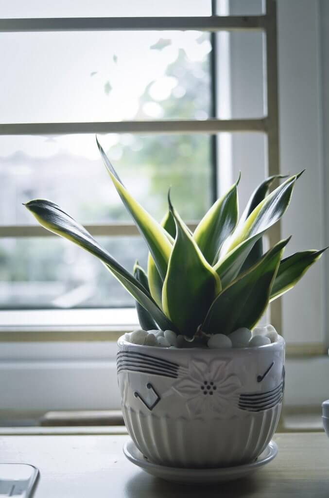 Plantes pour salle de bain sans fenêtre - Jardinet - Équipez votre