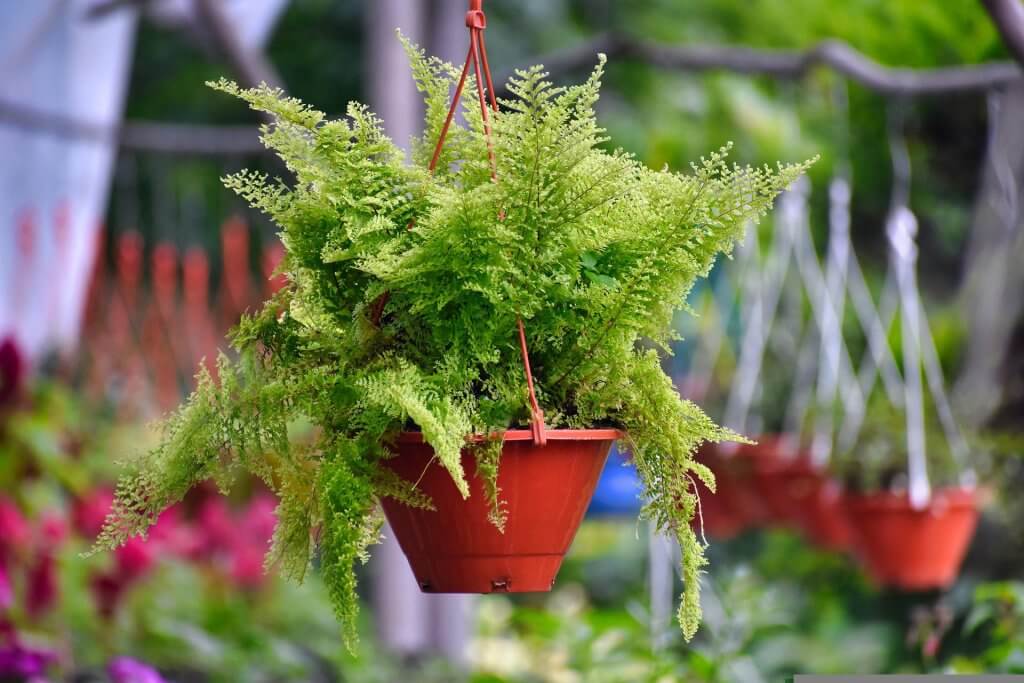 Quelle plante absorbe l'humidité dans une salle de bain ? Top 10 pour  déshumidifier l'air