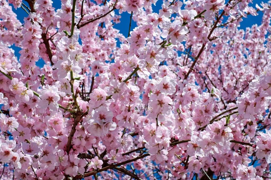 Arbustes en fleurs en hiver : le Cerisier à fleurs
