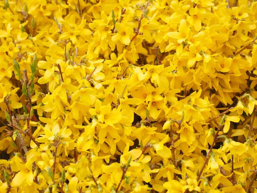 Arbustes en fleurs en hiver : le Forsythia