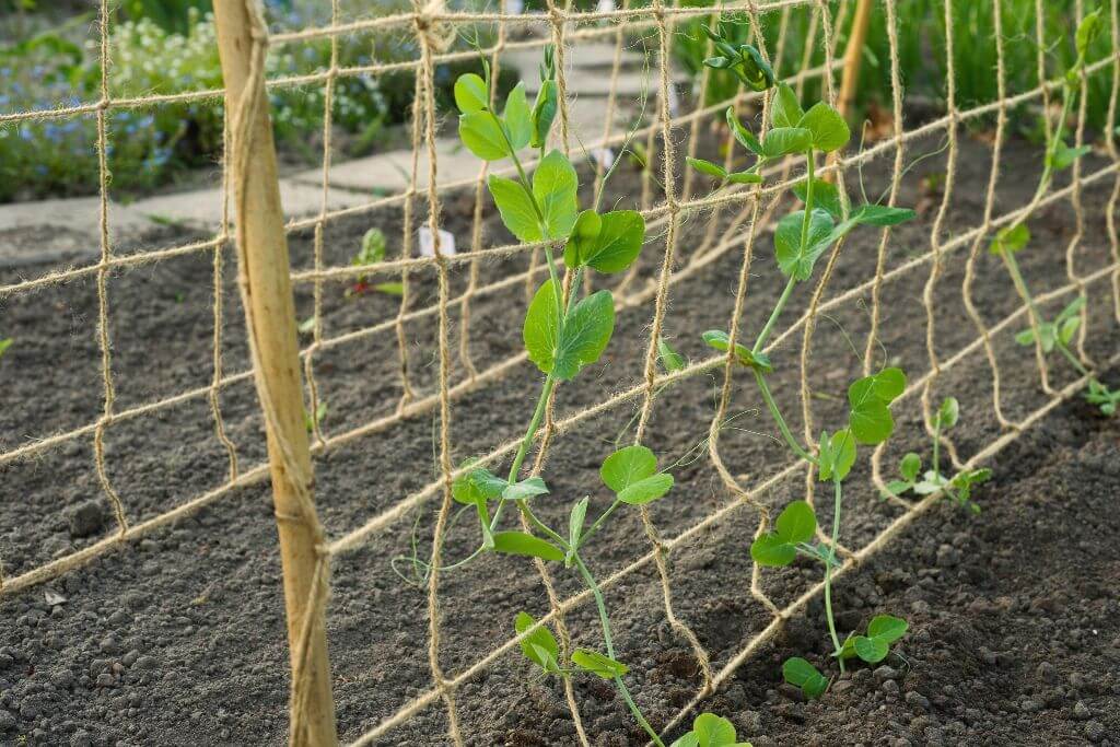 Les filets de protection et de récolte - Jardinet - Équipez votre jardin au  meilleur prix