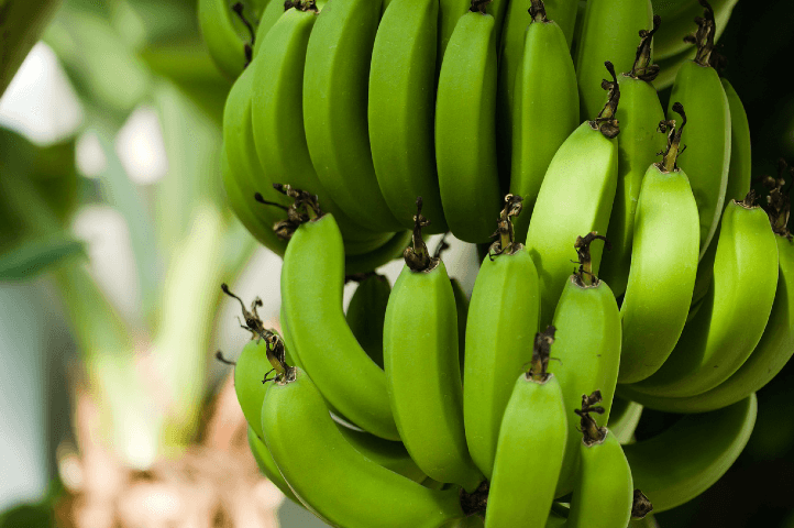Tout savoir sur le bananier