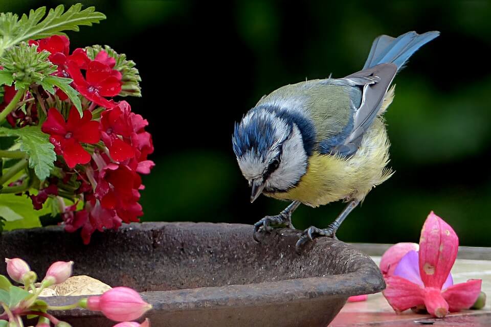 Comment aménager votre jardin pour les oiseaux ?