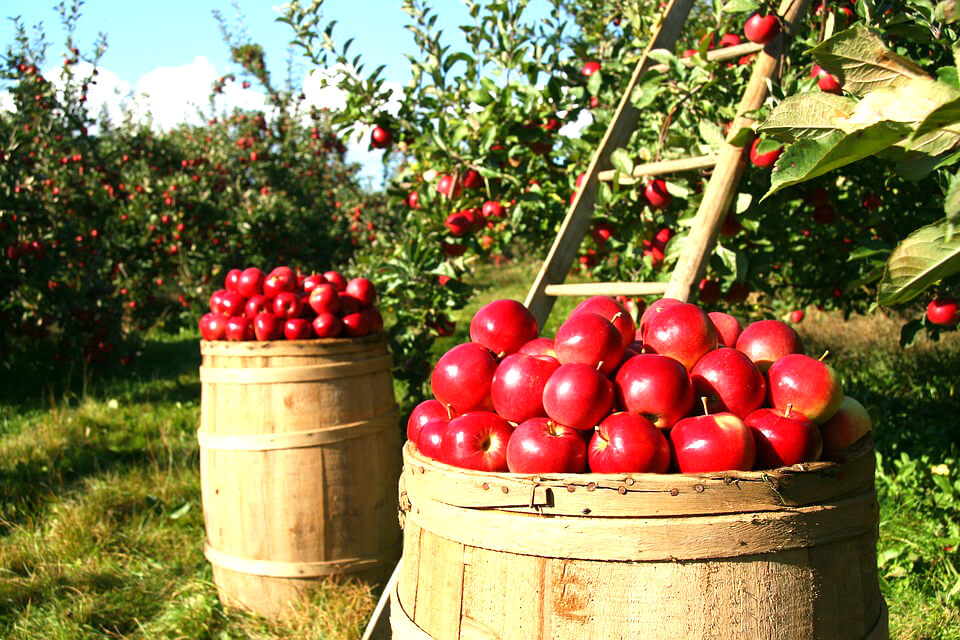 Tout savoir sur la pomme de terre - Jardinet - Équipez votre jardin au  meilleur prix