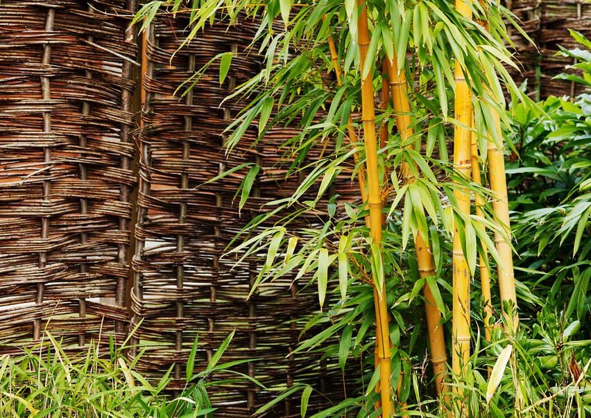 Comment se débarrasser du bambou dans votre jardin ? - Jardinet