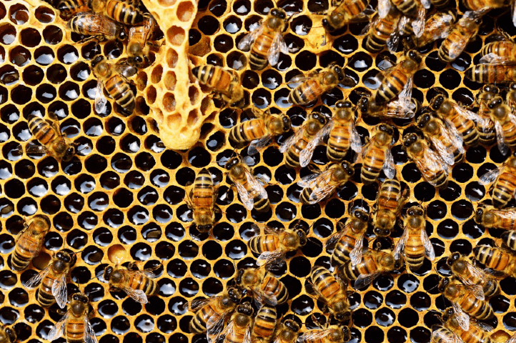 Installer une ruche