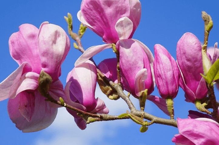 Tout savoir sur le magnolia