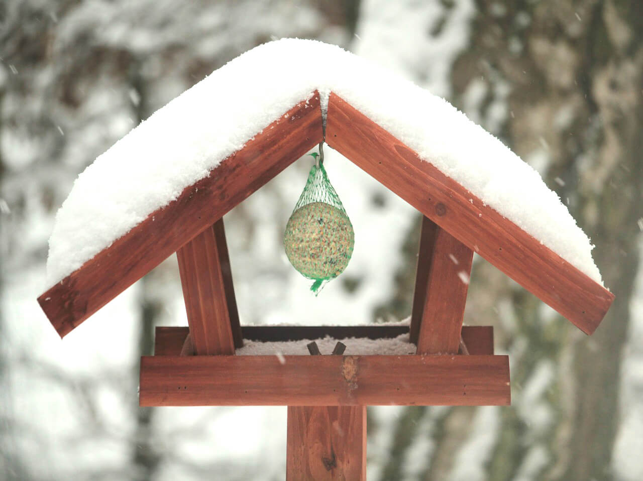 Une mangeoire ou un abri connecté pour nourrir les oiseaux en hiver, mais  pourquoi faire ? - NeozOne