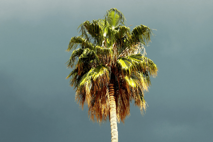 Tout savoir sur le palmier