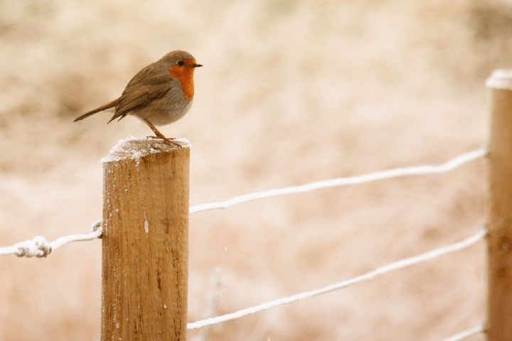 Prendre soin des oiseaux au jardin en hiver
