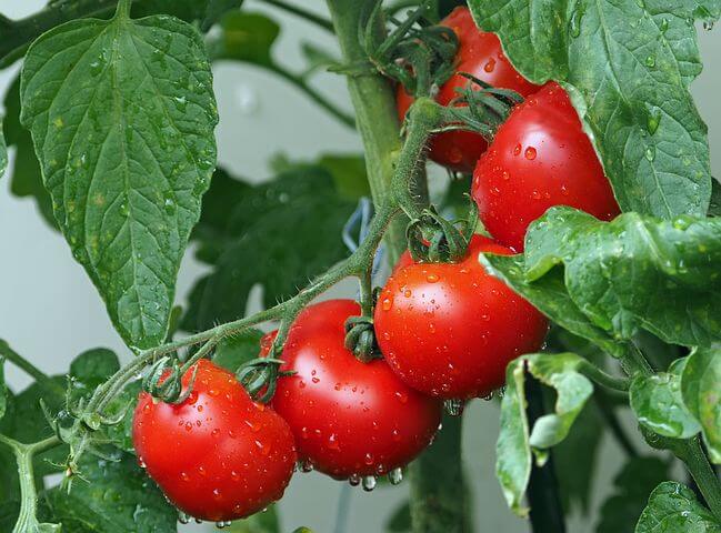 Protéger les tomates